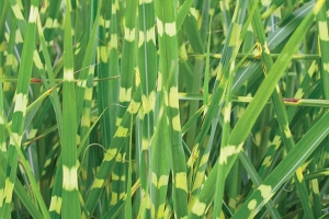 Grass Miscanthus 'Variegatus' 